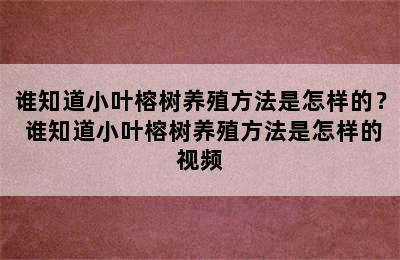 谁知道小叶榕树养殖方法是怎样的？ 谁知道小叶榕树养殖方法是怎样的视频